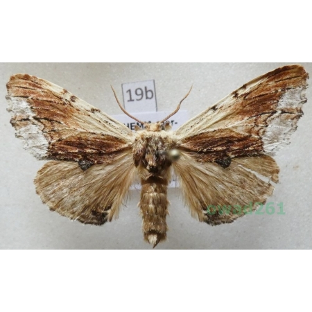 Ptilodon cucullina (Denis & Schiffermüller, 1775) Czech19b